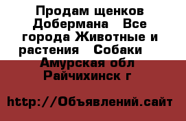 Продам щенков Добермана - Все города Животные и растения » Собаки   . Амурская обл.,Райчихинск г.
